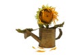 Rustic still life with withering sunflower in a can