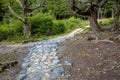 Rustic stone and dirt path leading into the forest, Cerro Alarken Nature Reserve, Ushuaia, Argentina Royalty Free Stock Photo