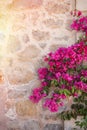 Rustic stone wall with colorful flowers