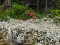 Rustic stone wall covered with flowers.Rustikale Steinmauer und Buntglas, bedeckt mit Blumen. Mur de pierre rustique et vitrail, Royalty Free Stock Photo