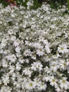 Rustic stone wall covered with flowers.Rustikale Steinmauer und Buntglas, bedeckt mit Blumen. Mur de pierre rustique et vitrail, Royalty Free Stock Photo