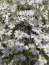 Rustic stone wall covered with flowers.Rustikale Steinmauer und Buntglas, bedeckt mit Blumen. Mur de pierre rustique et vitrail, Royalty Free Stock Photo