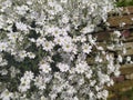 Rustic stone wall covered with flowers.Rustikale Steinmauer und Buntglas, bedeckt mit Blumen. Mur de pierre rustique et vitrail, Royalty Free Stock Photo