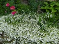 Rustic stone wall covered with flowers.Rustikale Steinmauer und Buntglas, bedeckt mit Blumen. Mur de pierre rustique et vitrail,