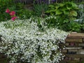 Rustic stone wall covered with flowers.Rustikale Steinmauer und Buntglas, bedeckt mit Blumen. Mur de pierre rustique et vitrail, Royalty Free Stock Photo