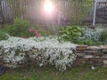 Rustic stone wall covered with flowers.Rustikale Steinmauer und Buntglas, bedeckt mit Blumen. Mur de pierre rustique et vitrail, Royalty Free Stock Photo