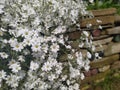 Rustic stone wall covered with flowers.Rustikale Steinmauer und Buntglas, bedeckt mit Blumen. Mur de pierre rustique et vitrail, Royalty Free Stock Photo