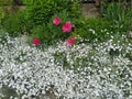 Rustic stone wall covered with flowers.Rustikale Steinmauer und Buntglas, bedeckt mit Blumen. Mur de pierre rustique et vitrail, Royalty Free Stock Photo