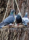 Pigeons peck grain in a feeding trough