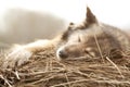 Rustic style a dog asleep on the hay Royalty Free Stock Photo