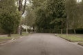 Rustic stylised old photographic style trees down a peaceful road giving feels of calm, isolation, optimism