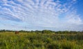 Rustic summer meadow