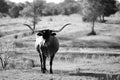 Rustic Texas longhorn in black and white on farm
