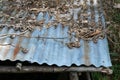 The rustic texture of an abandoned tin shed rooftop with decaying natural elements Royalty Free Stock Photo