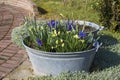 Rustic tin tub with flowers - hyacinth and narcissus Royalty Free Stock Photo