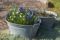 Rustic tin tub with flowers - hyacinth and narcissus Royalty Free Stock Photo