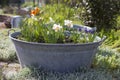 Rustic tin tub with flowers - tulips, hyacinth and narcissus Royalty Free Stock Photo