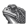 Rustic Toad Frog Head Engraved Vector For Nature Apparel. Royalty Free Stock Photo