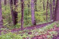 Rustic trail through a green spring woods Royalty Free Stock Photo