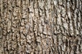 Rustic tree bark texture.