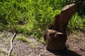 Rustic tree stump seat