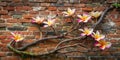 A rustic vine with delicate, multicolored blossoms gracefully climbs a weathered brick wall, creating a captivating natural scene Royalty Free Stock Photo