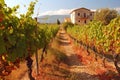 rustic vineyard in greece illustration generative ai