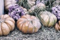 Rustic vintage background with organic pumpkins on dry straw and autumn flowers. Harvest concept. Symbol of holidays Royalty Free Stock Photo