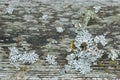 Rustic weathered barn wood full of lichen and moss Royalty Free Stock Photo