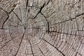 Rustic weathered radial wood grain background