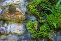 Rustic wet mossy stone closeup photo. Wet tropical climate stone wall with green plants. Moss and orchid leaf Royalty Free Stock Photo