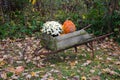 Rustic wheel barrow and fall display