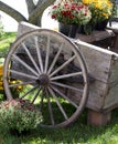 Rustic wheelbarrow with fall mums