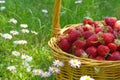 Rustic wicker basket with juicy ripe strawberries Royalty Free Stock Photo