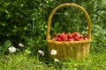 Rustic wicker basket with juicy ripe strawberries Royalty Free Stock Photo