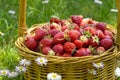 Rustic wicker basket with juicy ripe strawberries Royalty Free Stock Photo
