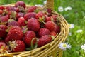 Rustic wicker basket with juicy ripe strawberries Royalty Free Stock Photo