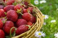 Rustic wicker basket with juicy ripe strawberries Royalty Free Stock Photo