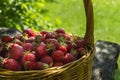 Rustic wicker basket with juicy ripe strawberries Royalty Free Stock Photo