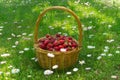 Rustic wicker basket with juicy ripe strawberries Royalty Free Stock Photo