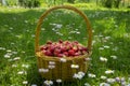 Rustic wicker basket with juicy ripe strawberries Royalty Free Stock Photo