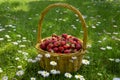 Rustic wicker basket with juicy ripe strawberries Royalty Free Stock Photo