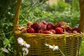 Rustic wicker basket with juicy ripe strawberries Royalty Free Stock Photo