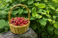 Rustic wicker basket with juicy ripe strawberries Royalty Free Stock Photo