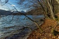 Rustic wilderness shore line of pond lake in autumn golden season park outdoor environment space in October day