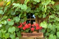 Rustic window from a farmhouse.  Grapevines trailing over the facade Royalty Free Stock Photo