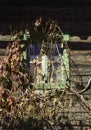 A rustic window with vines