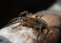 Rustic wolf spider, Trochosa ruricola on wood