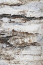 Rustic Wood Texture. Eroded Bark Detail Royalty Free Stock Photo