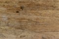 Rustic wood texture, wood planks background Royalty Free Stock Photo